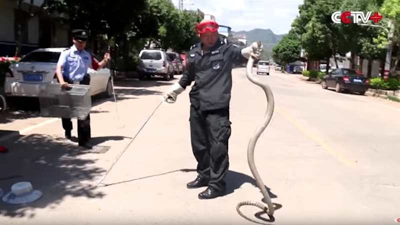 9-foot cobra pulled from van, and it's not the first time